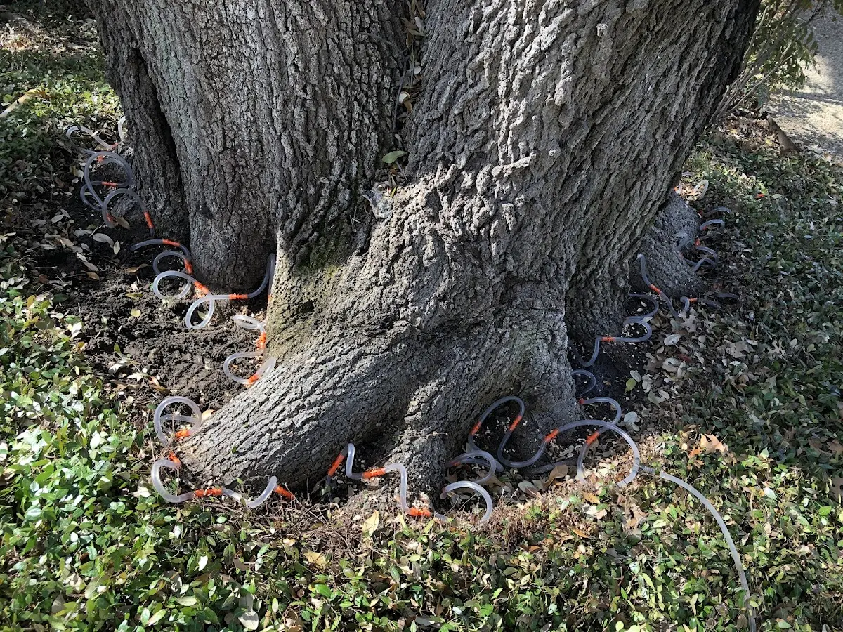 Detailed Tree Cabling and Bracing job site in Rock Cave