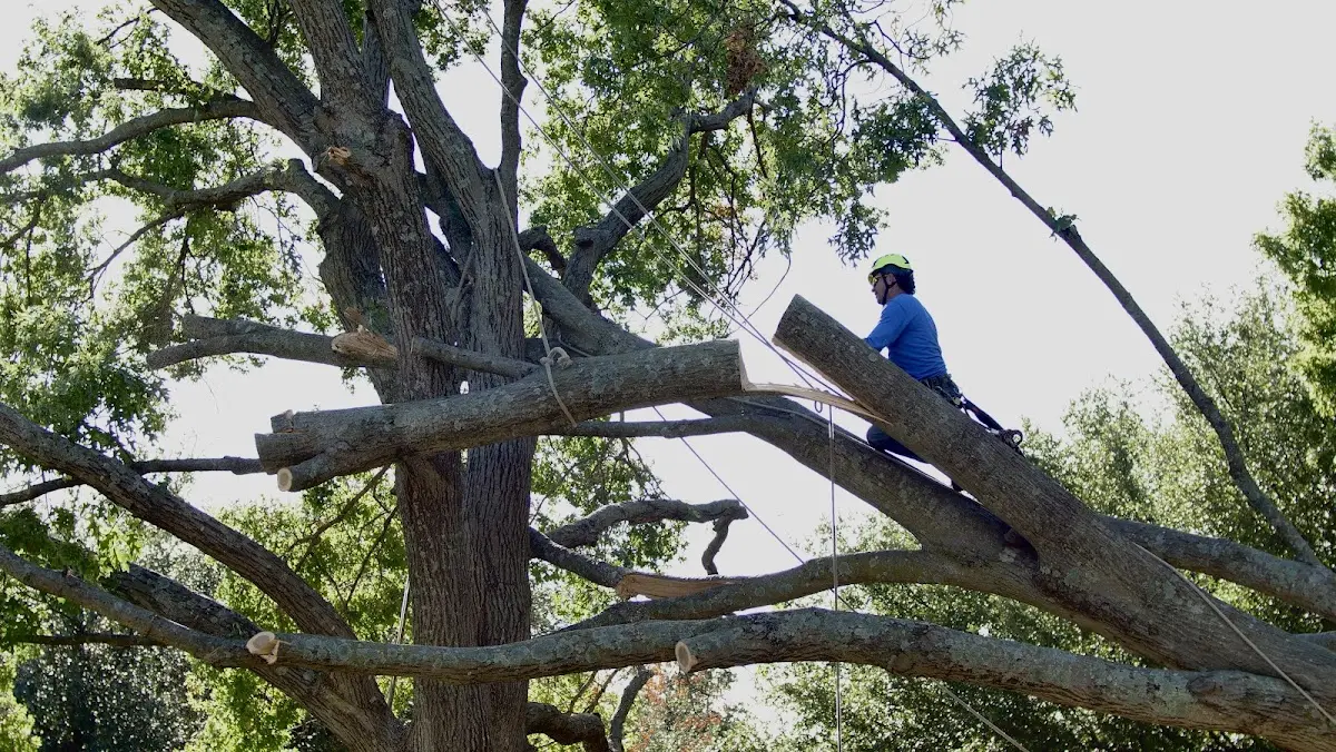 Professional Crown Thinning performed by certified arborists in Rock Cave