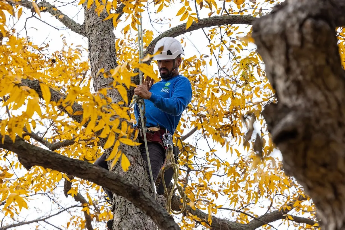 Skilled Tree Planing crew working in Rock Cave